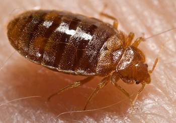 Bedbug Extermination