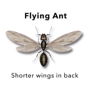 Flying Ants