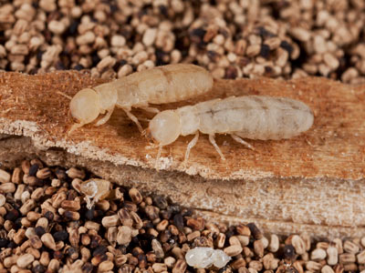 Drywood Termites