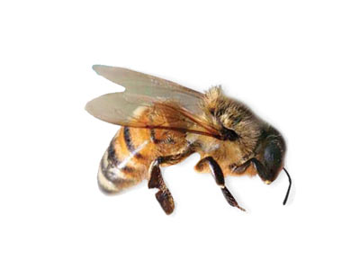 Africanized Killer Bees